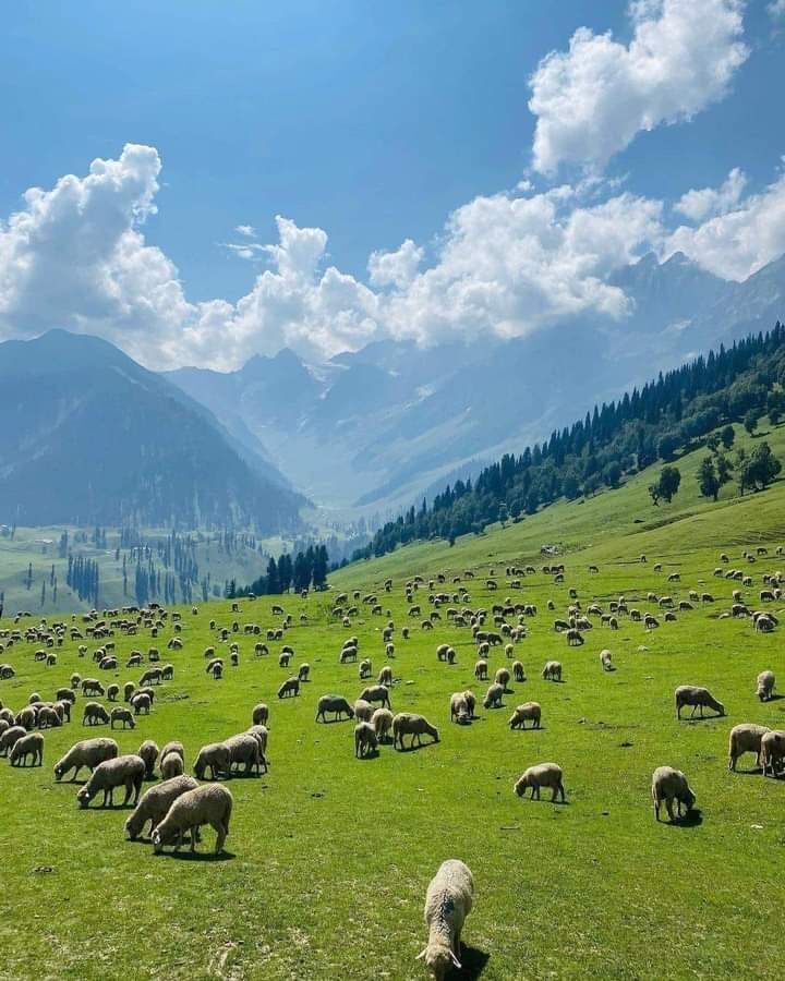 Bangus Valley